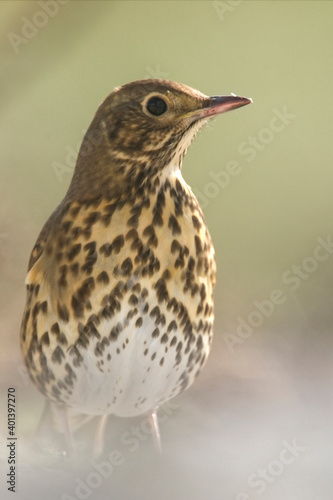 Song Thrush (Turdus philomelos) on the ground, Isles of Scilly, Cornwall, England, UK.