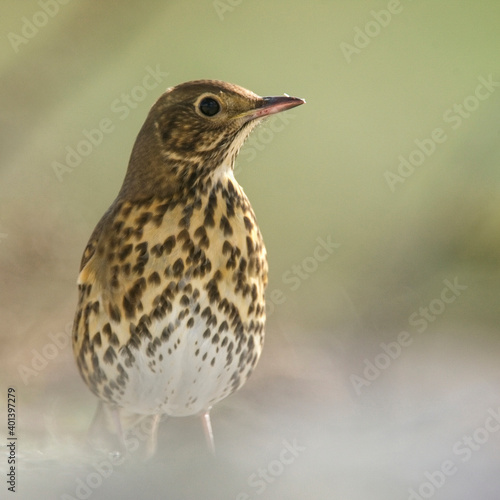 Song Thrush (Turdus philomelos) on the ground, Isles of Scilly, Cornwall, England, UK.