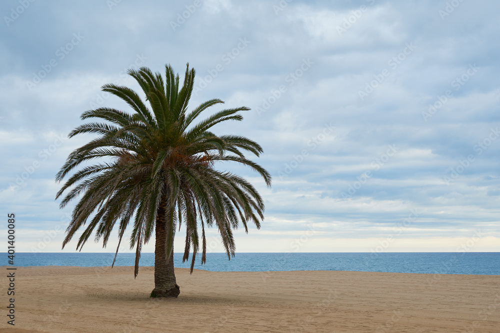 Lonely palm tree on the beach on a cloudy day.