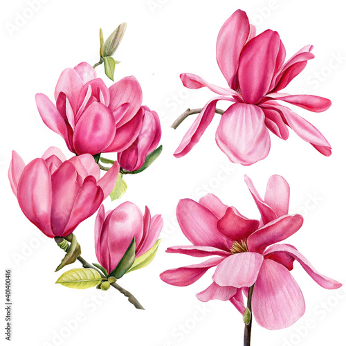 Magnolia flowers on white background  watercolor drawing  floral clipart