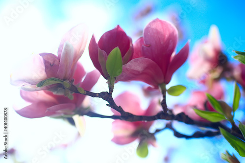 magnolia blossom spring garden   beautiful flowers  spring background pink flowers