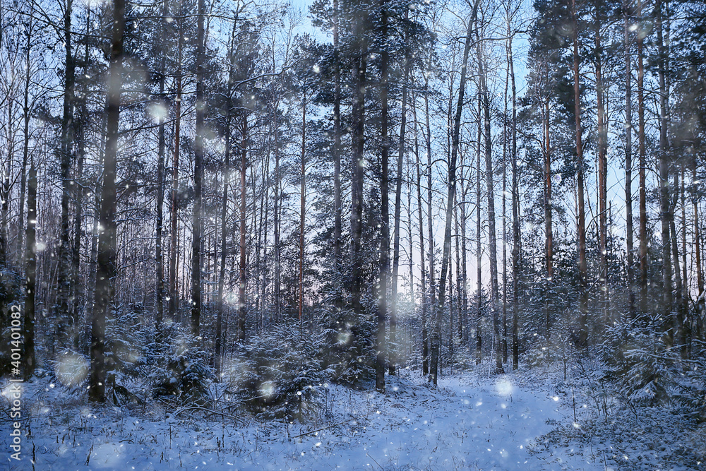 landscape snowfall in the forest, forest covered with snow, panoramic view trees in the snow weather landscape snowfall in the forest, forest covered with snow, panoramic view trees in the snow weather