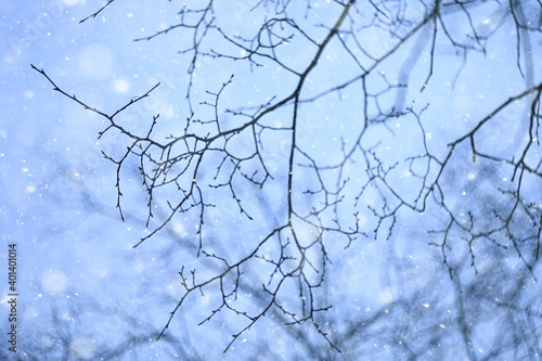 snowflakes branches winter abstract background  holiday new year  cold weather snow