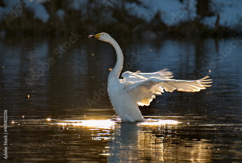 Fototapeta Naklejka Na Ścianę i Meble -  Russia. Altai Territory. Swan on the lake