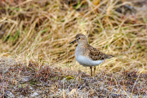 Temminck's Stint (Calidris temminckii) in Barents Sea coastal area, Russia