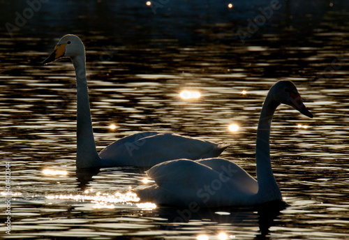 Russia. Altai Territory. Swans on the lake