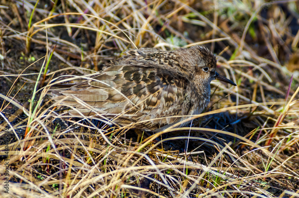 Temminck's Stint (Calidris temminckii) in Barents Sea coastal area, Russia Temminck's Stint (Calidris temminckii) in Barents Sea coastal area, Russia