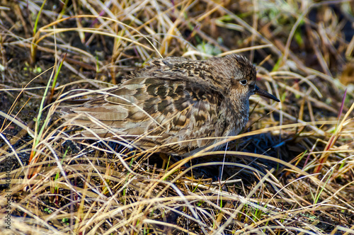 Temminck s Stint  Calidris temminckii  in Barents Sea coastal area  Russia