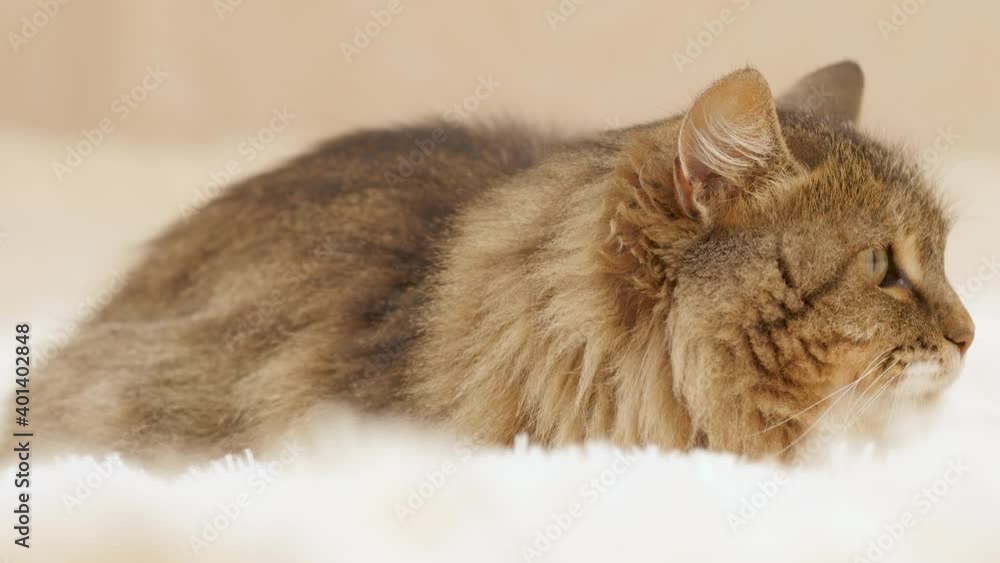 cute curious cat lying on bed on plaid indoors and looking playful, fluffy Siberian cat, concept of lovely pets, cozy morning cute curious cat lying on bed on plaid indoors and looking playful, fluffy Siberian cat, concept of lovely pets, cozy morning