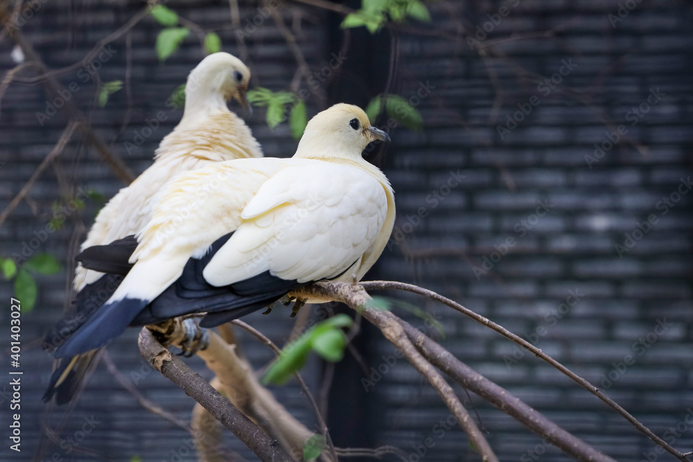 The pied imperial pigeon bird is rest in the garden The pied imperial pigeon bird is rest in the garden