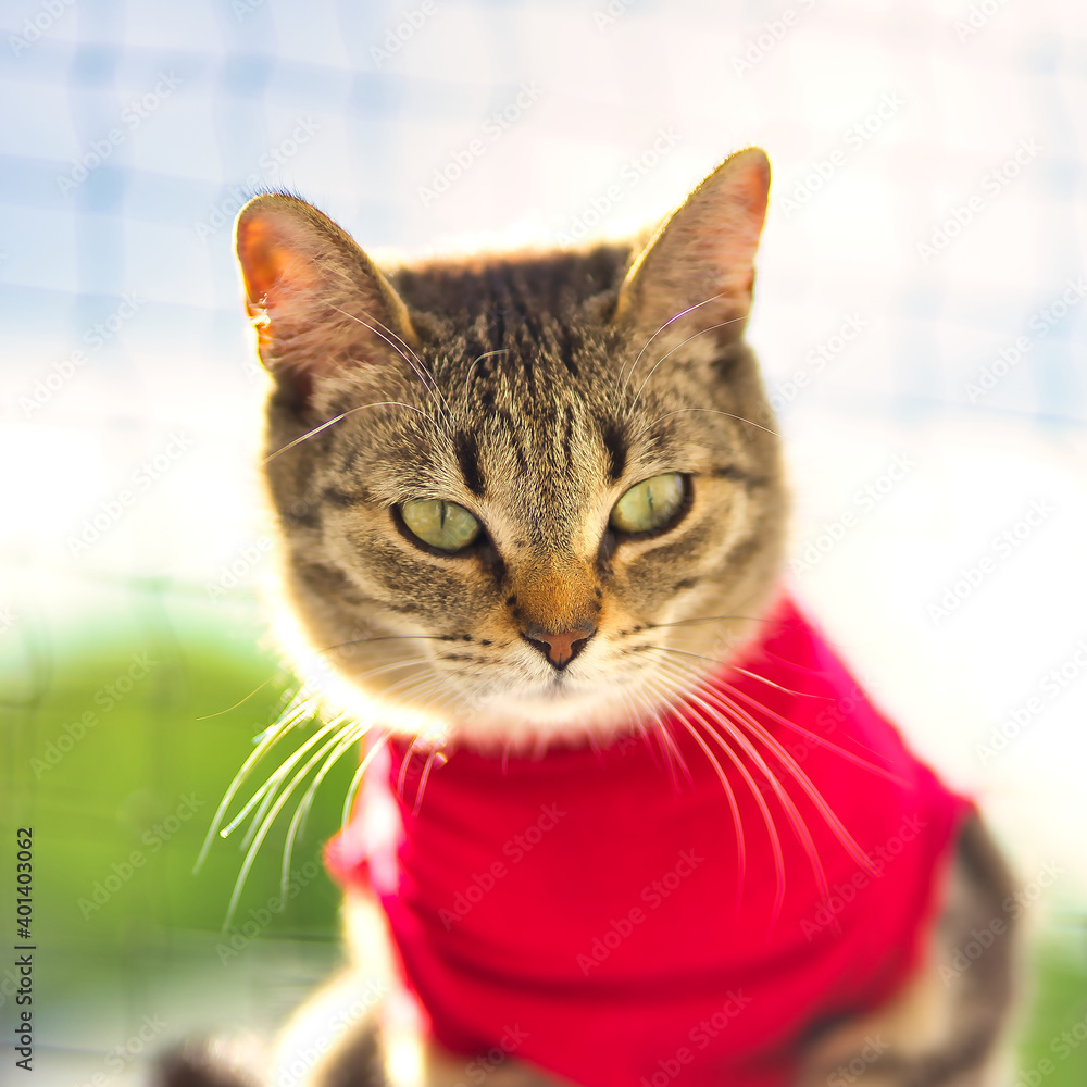 Getigerte Katze im Body