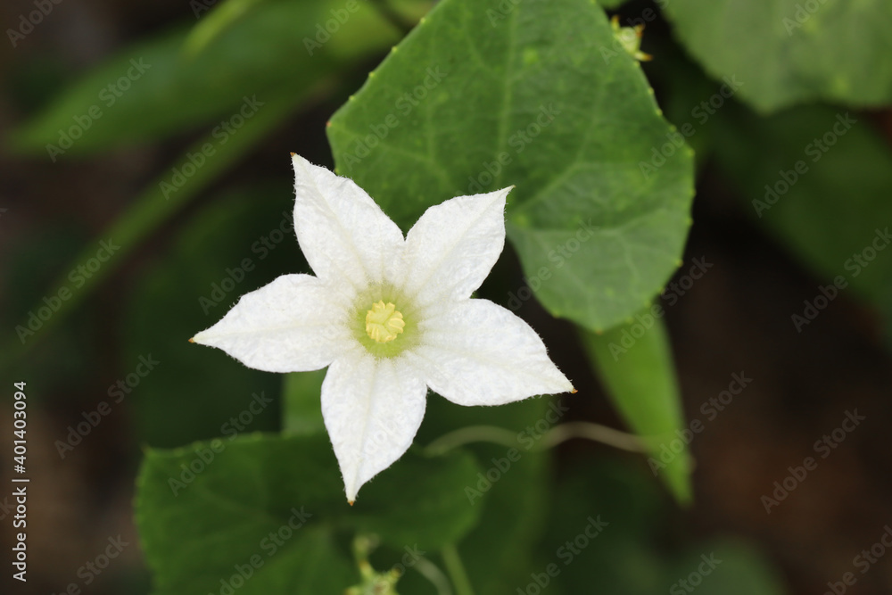 White Morning glory flower in garden at thailand