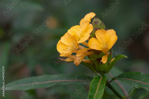 Barleria Cristata Linn Herb and Flower