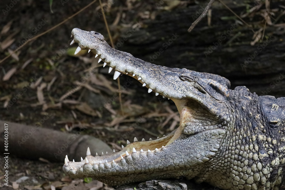 Obraz premium Close up head crocodile is show mouse in thailand. (focus eye)