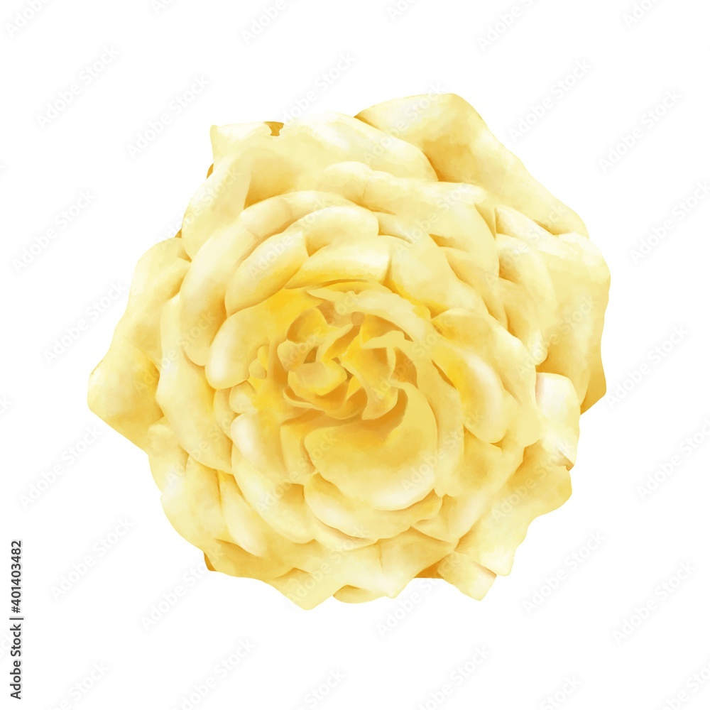 薔薇 線画なし 薔薇 線画なし