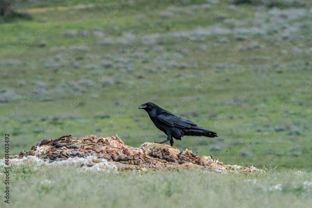 Fototapeta premium Raven (Corvus corax) feeds on carrion in the foothills of Caucasus, Republic of Dagestan, Russia