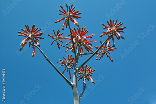 aloe saponaria photo