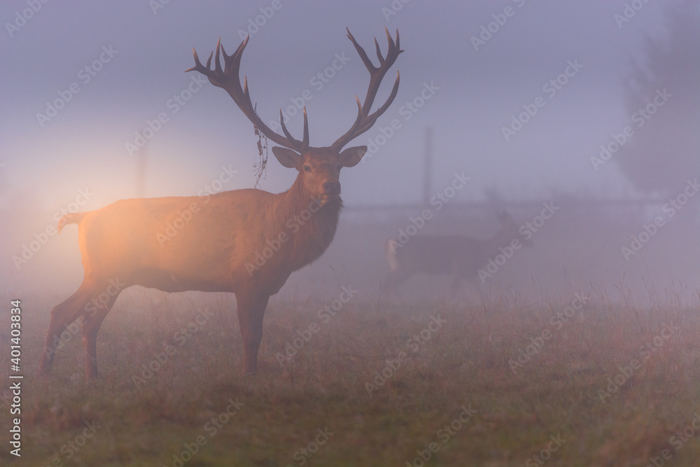 Naklejka premium Deer in the mist