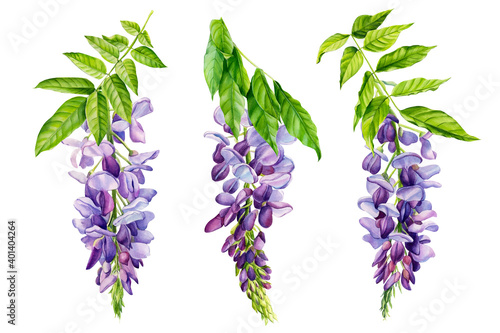 Watercolor flowers, wisteria on white background, spring, botanical illustration photo