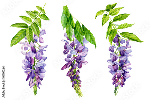 Watercolor flowers, wisteria on white background, spring, botanical illustration