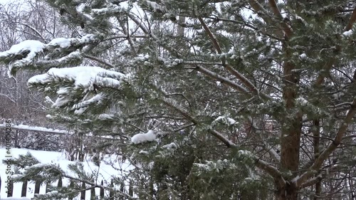 
White pure snow falls on branches of pine tree with green needles on winter day.