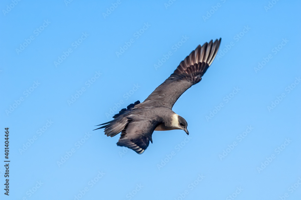 Fototapeta premium Parasitic Jaeger (Stercorarius parasiticus) in Barents Sea coastal area, Russia