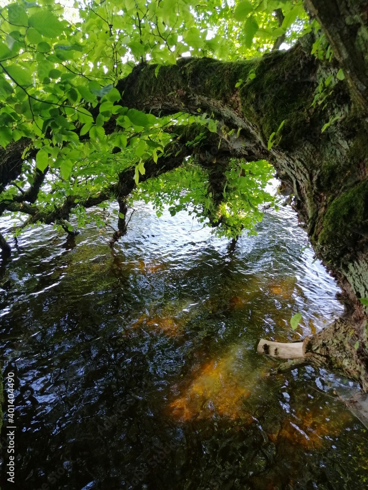 Naklejka premium tree in the lake 