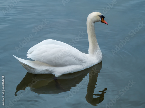 White swan swimming on lake  symmetrical reflections in blue water