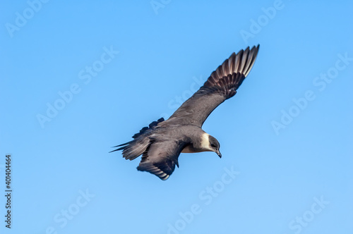 Parasitic Jaeger  Stercorarius parasiticus  in Barents Sea coastal area  Russia