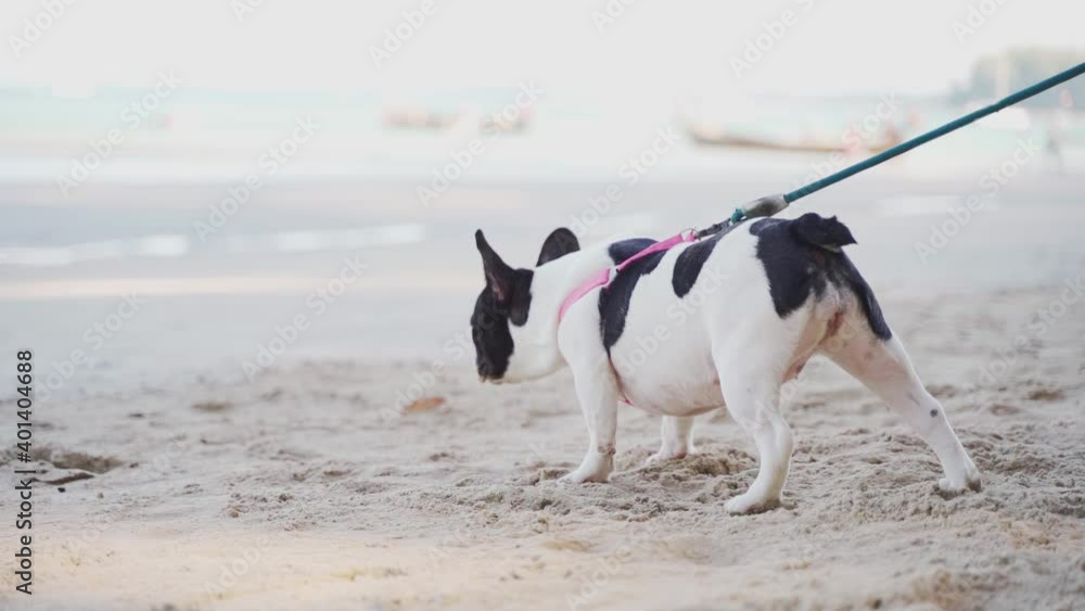 The merle male and the black and white female french bulldog are sniffing sand on the beach with sand on nose in the sunny day in close-up slow motion The merle male and the black and white female french bulldog are sniffing sand on the beach with sand on nose in the sunny day in close-up slow motion