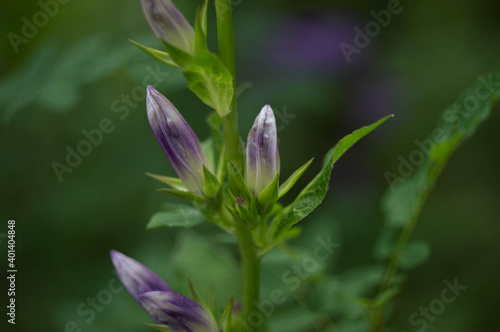 a bud ready to open