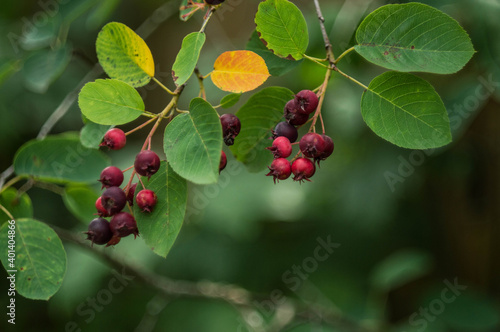 the berries are sweet and ripe fruit