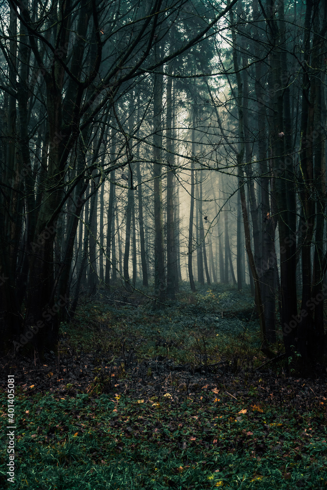 Obraz premium morning in the forest