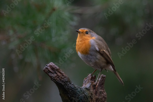 European Robin (Erithacus rubecula) on a branch in the forest of the Netherlands.  © Albert Beukhof