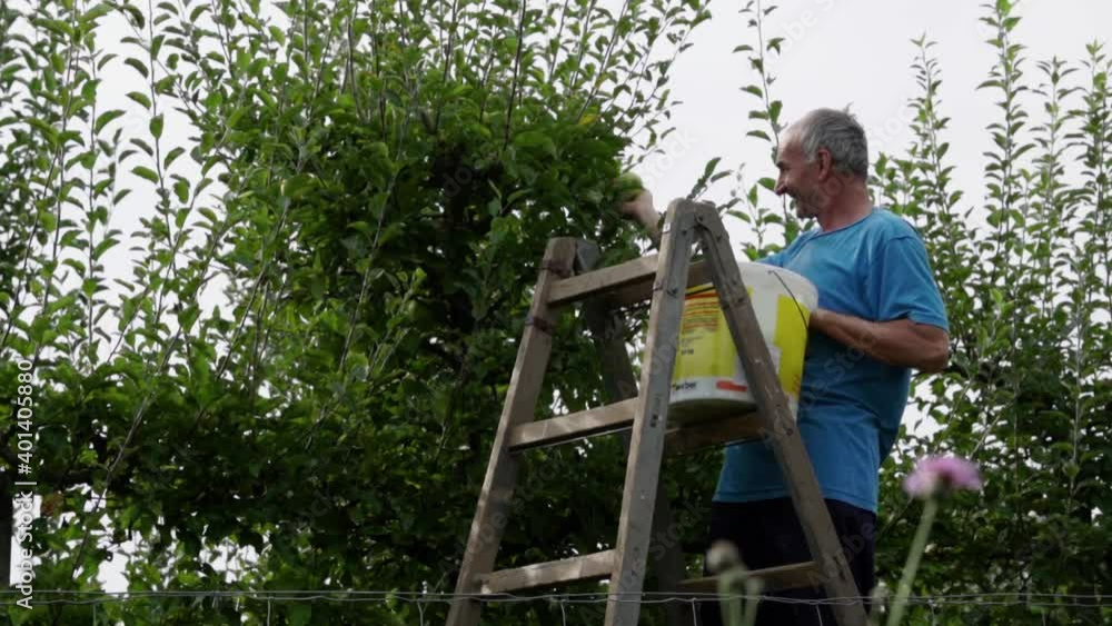Happy caucasian retired man picking green apples from the fruit tree, SLOW MOTION. Happy caucasian retired man picking green apples from the fruit tree, SLOW MOTION.