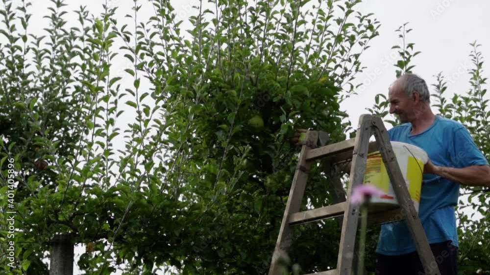 Smiling older caucasian man picking apples from a wooden ladder, SLOW MOTION.