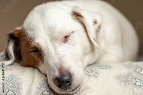 Muzzle of a sleeping white dog close-up.