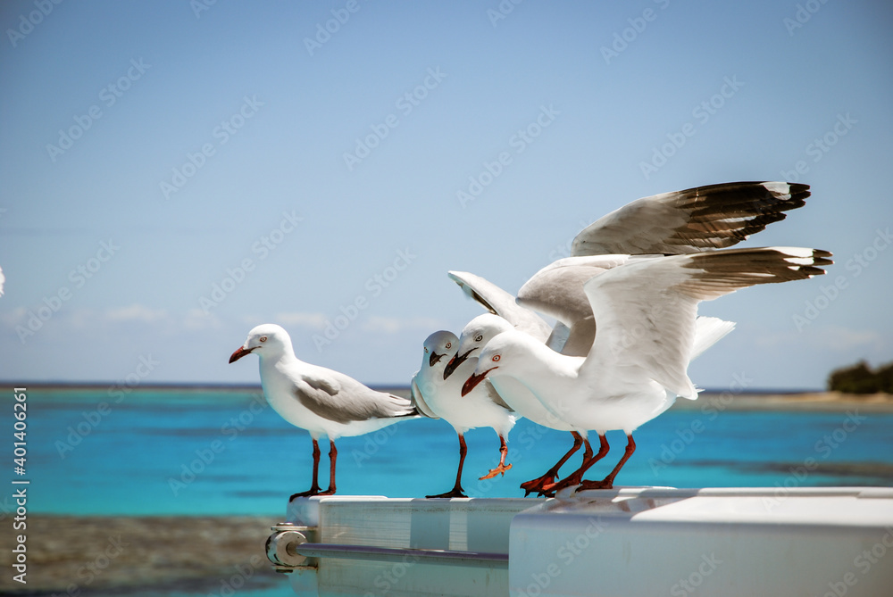 Fototapeta premium seagull on the sea