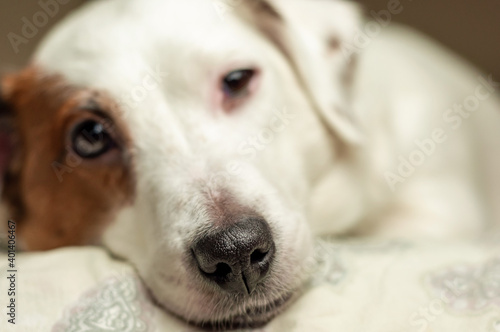 Muzzle of a sleeping white dog close-up.
