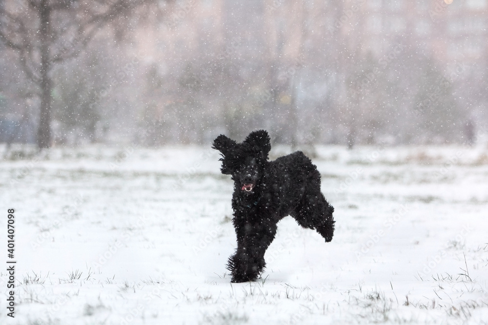 Fototapeta premium black dog running in snow
