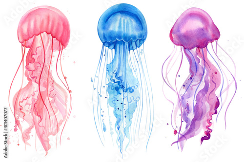 Watercolor jellyfish white background, marine life illustration