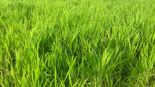 Ruzi grass for feeding animal, Brachiaria ruziziensis
