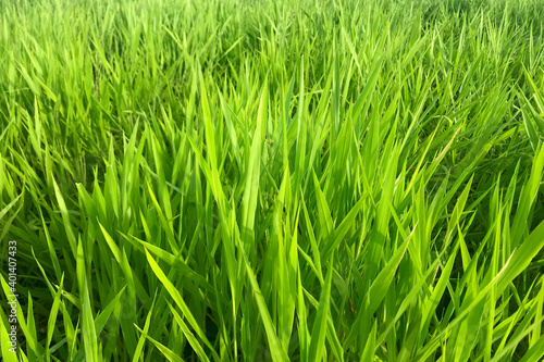 Ruzi grass for feeding animal, Brachiaria ruziziensis
