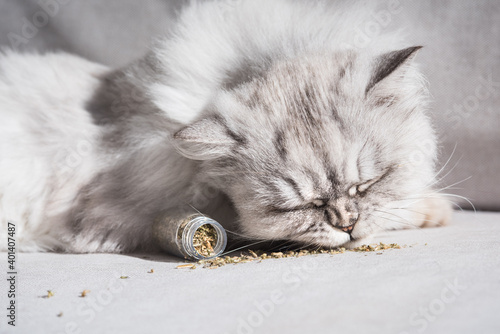 Fluffy grey cat sniffing dried catnip, catwort or catmint.Herbs for cats photo