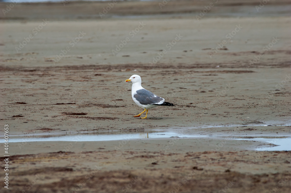 Heuglini's Gull (Larus heuglini) in Barents Sea coastal area, Russia Heuglini's Gull (Larus heuglini) in Barents Sea coastal area, Russia