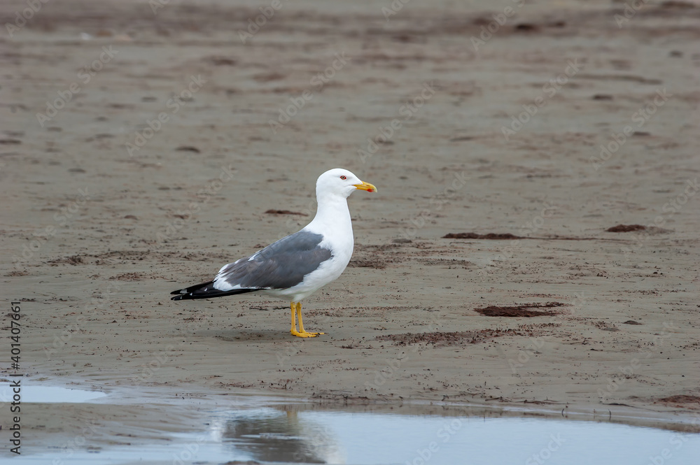 Fototapeta premium Heuglini's Gull (Larus heuglini) in Barents Sea coastal area, Russia