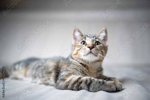Fototapeta Naklejka Na Ścianę i Meble -  Portrait of a young striped gray kitten on a light background in the studio.