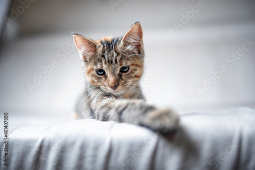 Portrait of a young striped gray kitten on a light background in the studio.