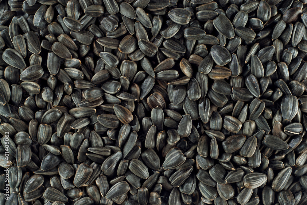 Black sunflower seeds close up. Seed texture. Lots of seeds in a pile. Black sunflower seeds close up. Seed texture. Lots of seeds in a pile.