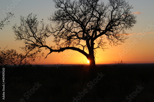 Kruger Park Sunset Tree